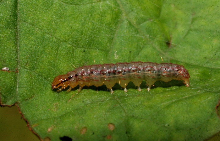 Fig 13. <i>Palpusia</i></i> Janzen02, en penúltimo estadio,16 mm de largo. Estación BiológicaCaribe. 
Voucher 09-SRNP-44557-DHJ459775.jpg