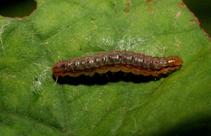 Fig 15 . Larva <i>Palpusia</i></i> Janzen02, en penúltimo estadio,16 mm de largo. Estación Biológica Caribe. Voucher  09-SRNP-44557-DHJ459776.jpg