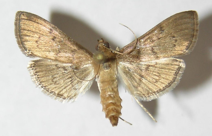 Fig 14. Adulto <i>Palpusia</i></i> Janzen02
vista dorsal, en alas abiertas mide 20 mm
Voucher 09-SRNP-44557-DHJ511776