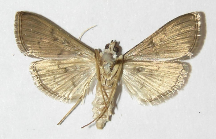 Fig 16. Adulto <i>Palpusia </i></i>Janzen02,
vista ventral en alas abiertas mide 20 mm. Voucher 09-SRNP-44557-DHJ511777