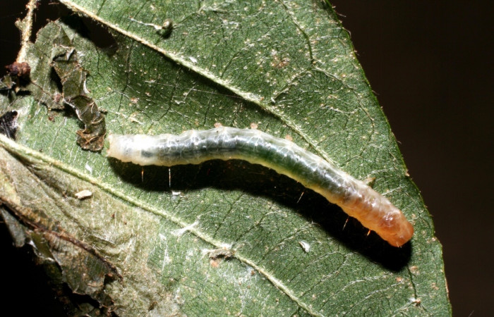 Fig 6.  Larva <i>Palpusia </i></i> plumipesDHJ01 en penúltimo estadio, con una medida de 18 mm de largo. Voucher 09-SRNP-55386-DHJ451862.jpg