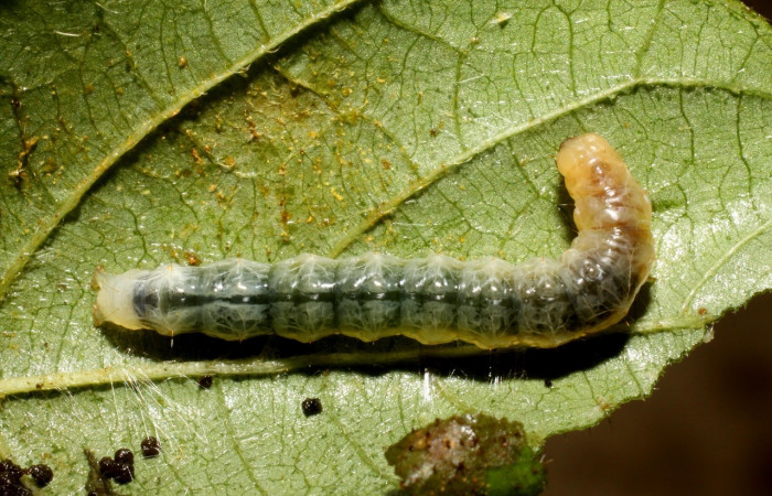 Fig 1. Larva <i>Palpusia</i></i> plumipesDHJ01, en último estadio, con una medida de 26 mm de largo. Estacion Biológica La Perla.
Voucher 10-SRNP-56317-DHJ478931.jpg