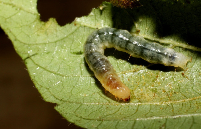 Fig. 4. Larva <i>Palpusia</i></i> plumipesDHJ01, en último estadio, con una medida de 26 mm de largo. Voucher 10-SRNP-56317-DHJ478932.jpg.