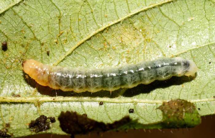 Fig 2. Larva <i>Palpusia</i></i> plumipesDHJ01, en último estadio, con una medida de 26 mm de largo. Estacion Biológica La Perla.
Voucher 10-SRNP-56317-DHJ478933.jpg