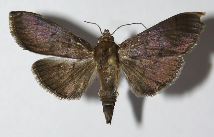 Fig 7. Adulto <i>Palpusia</i></i> plumipesDHJ01, Vista dorsal, 28 mm en alas abiertas. Voucher 11-SRNP-2406-DHJ578716.