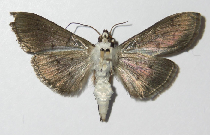 Fig 8. Adulto <i>Palpusia</i></i> plumipesDHJ01, vista ventral, 28 mm en alas abiertas.
Voucher 11-SRNP-2406-DHJ578717