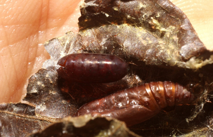 Fig 12. Pupa de larva <i>Palpusia</i></i> plumipesDHJ01, y muda de pupario del parásito <i>Pseudochaeta</i></i> Janzen52 de familia Tachinidae. Sector Santa Rosa. Voucher 11-SRNP-4978-DHJ800622.jpg.