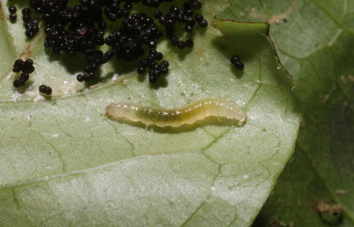 Fig 5. Larva <i>Palpusia</i></i> plumipesDHJ01, en ultimo estadio, con una medida de 12 mm de largo. San Cristóbal. Voucher 19-SRNP-743-DHJ758800.jpg