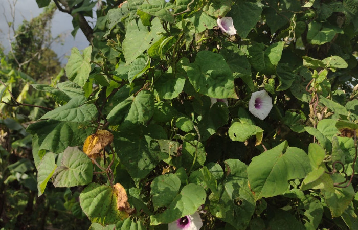  (Fig. 17) <i>Ipomoea batatas</i></i> familia Convolvulaceae, planta hospedera de larva. <i>Palpusia</i></i> Janzen02, (Crambidae) Estación Biológica Llanura. Foto, Cirilo Umaña  Dominguez, 02/ 27/ 2023.