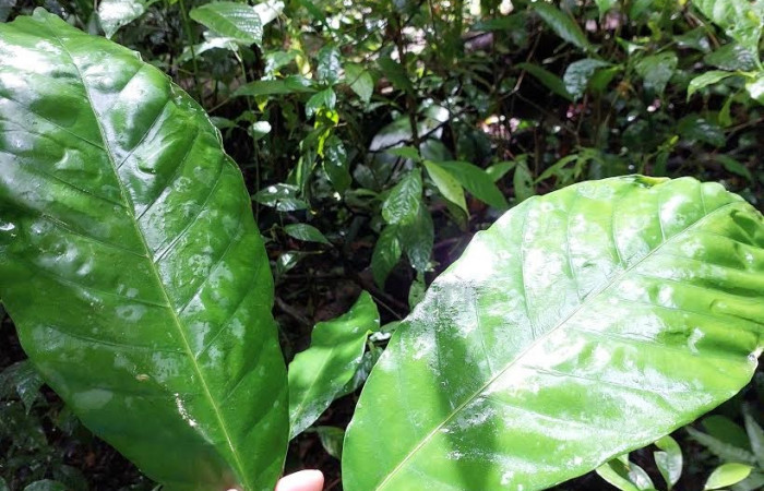 Figura 19. <i>Pentagonia donnellsmithii</i></i> (Rubiaceae) planta de hojas opuestas, hospedera de <i>Cecrita meretricia</i></i> (Notodontidae). Foto: Cano enero 2023.