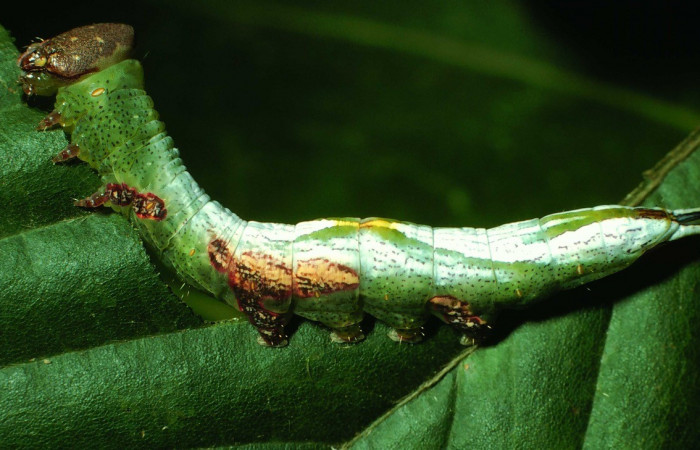 Figura 11. Larva de <i>Cecrita proba</i></i> (Notodontidae). Voucher: 01-SRNP-2401-DHJ60867.jpg.