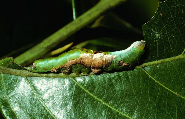 Figura 10. Larva de <i>Cecrita lama</i></i> (Notodontidae). Voucher: 02-SRNP-130-DHJ64207.jpg.