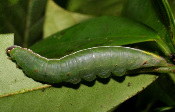 Figura 13. Larva de <i>Cecrita cariba</i></i> (Notodontidae). Voucher: 07-SRNP-24180-DHJ430041.jpg.