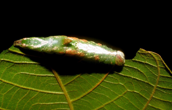 Figura 6. <i>Cecrita meretricia</i></i> (Notodontidae). Parte dorsal. Penúltimo estadio, en <i>Inga oerstediana </i></i> (Fabaceae). Voucher: 07-SRNP-4190-DHJ429898.jpg.