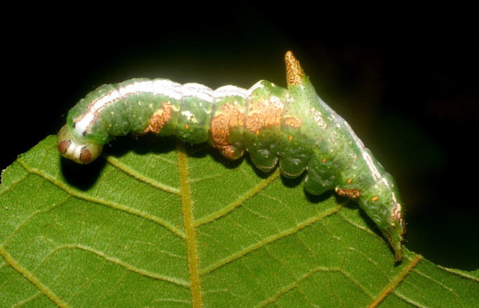Figura 5. <i>Cecrita meretricia</i></i> (Notodontidae). Parte lateral. Penúltimo estadio, en <i>Inga oerstediana</i></i> (Fabaceae). Voucher: 07-SRNP-4190-DHJ429900.jpg.