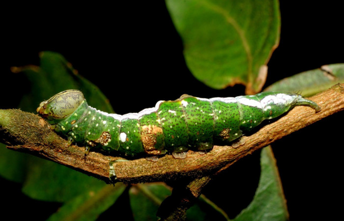Figura 12. Larva de <i>Cecrita biundata</i></i> (Notodontidae). Voucher: 07-SRNP-60034-DHJ431213.jpg.