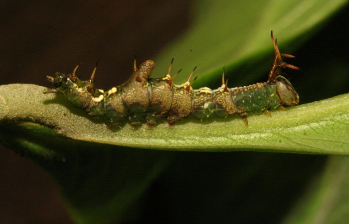 Figura 14. Larva de <i>Cecrita tumacona</i></i> (Notodontidae). Voucher: 12-SRNP-30922-DHJ485503.jpg.