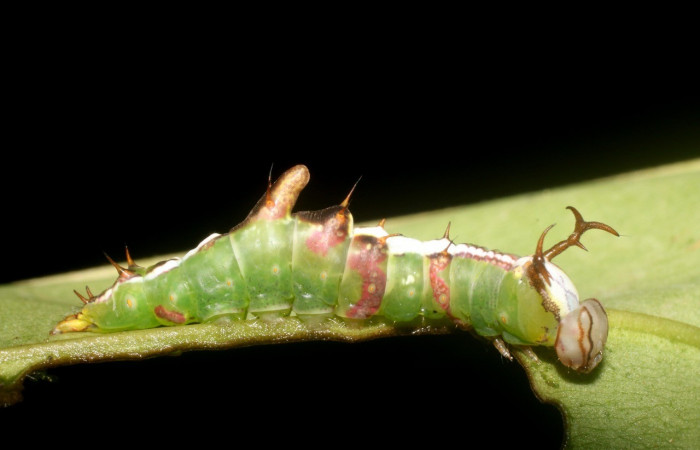 Figura 1. <i>Cecrita meretricia</i></i> (Notodontidae). Penúltimo estadio, parte lateral. Voucher: 18-SRNP-1067-DHJ704988.jpg.