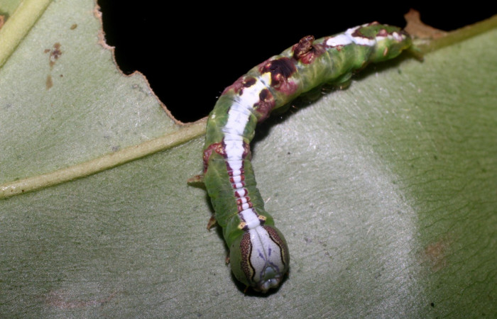 Figura 2. <i>Cecrita meretricia</i></i> (Notodontidae). Penúltimo estadio, parte frontal. Voucher: 18-SRNP-1067-DHJ704994.jpg.