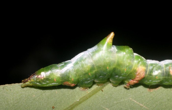 Figura 3. <i>Cecrita meretricia</i></i> (Notodontidae). Parte lateral trasera. Último estadio, en <i>Pentagonia donnellsmithii</i></i> (Rubiacea) . Voucher: 18-SRNP-1067-DHJ705020.jpg.