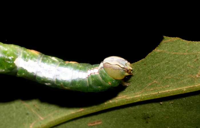 Figura 4. <i>Cecrita meretricia</i></i> (Notodontidae). Parte frontal. Último estadio, en <i>Pentagonia donnellsmithii </i></i>(Rubiacea) . Voucher: 18-SRNP-1067-DHJ705021.jpg.