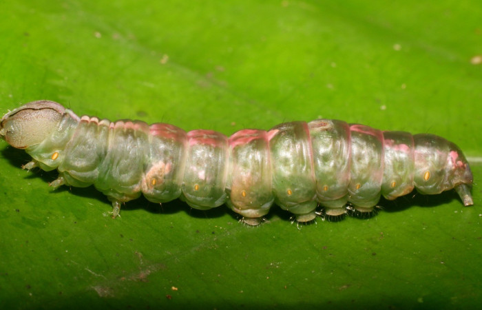 Figura 7. Prepupa de <i>Cecrita meretricia</i></i> (Notodontidae). Parte lateral. Voucher: 18-SRNP-1067-DHJ705025.jpg.
