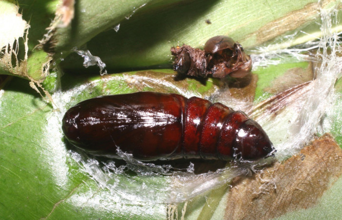 Figura 8. Pupa de <i>Cecrita meretricia</i></i> (Notodontidae). Voucher: 18-SRNP-1067-DHJ705065.jpg.