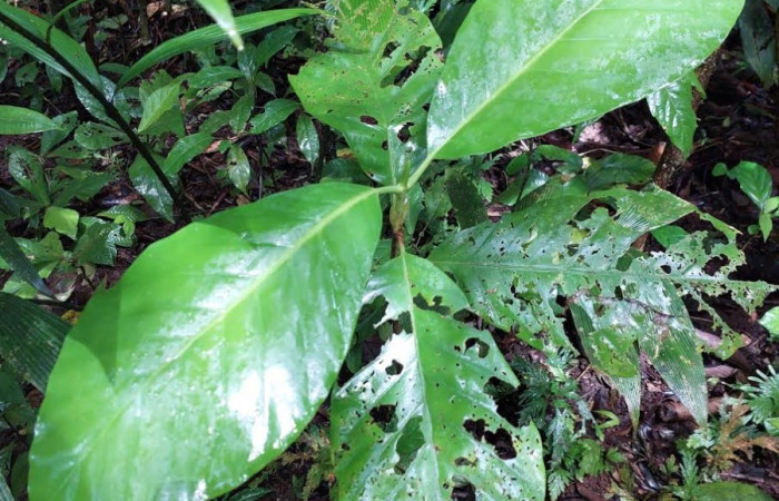Figura 20. Plántula de <i>Pentagonia donnellsmithii</i></i> (Rubiaceae), puede llegar a crecer de 5 a 6 m de altura. Foto: Cano enero 2023.