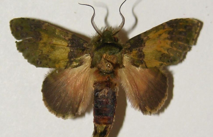 Figura 17. Adulto de <i>Cecrita meretricia</i></i> (Notodontidae). Macho. Voucher: 99-SRNP-12182-DHJ300672.