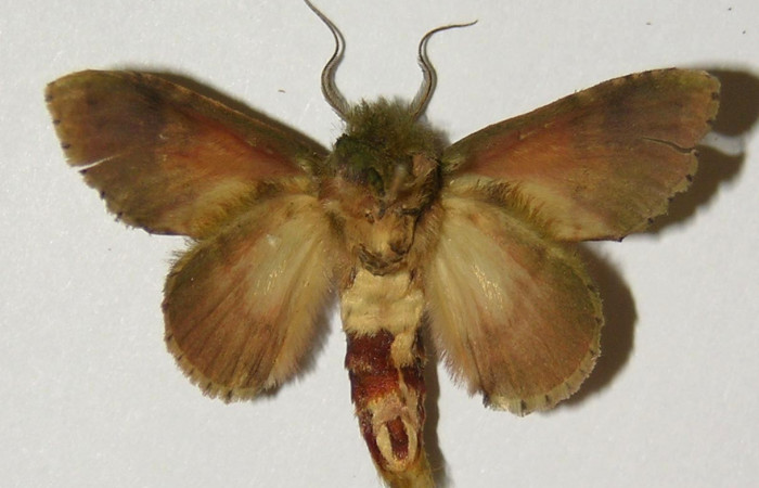 Figura 18. Adulto de <i>Cecrita meretricia</i></i> (Notodontidae). Macho. Voucher: 99-SRNP-12182-DHJ300673.