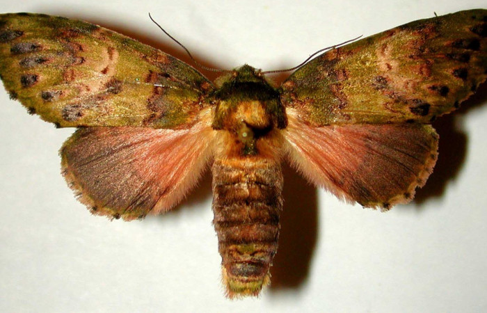 Figura 15. Adulto de <i>Cecrita meretricia</i></i> (Notodontidae). Hembra. Voucher: 99-SRNP-12536-DHJ32756.