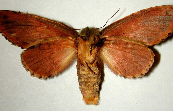 Figura 16. Adulto de <i>Cecrita meretricia</i></i> (Notodontidae). Hembra. Voucher: 99-SRNP-12536-DHJ32757.