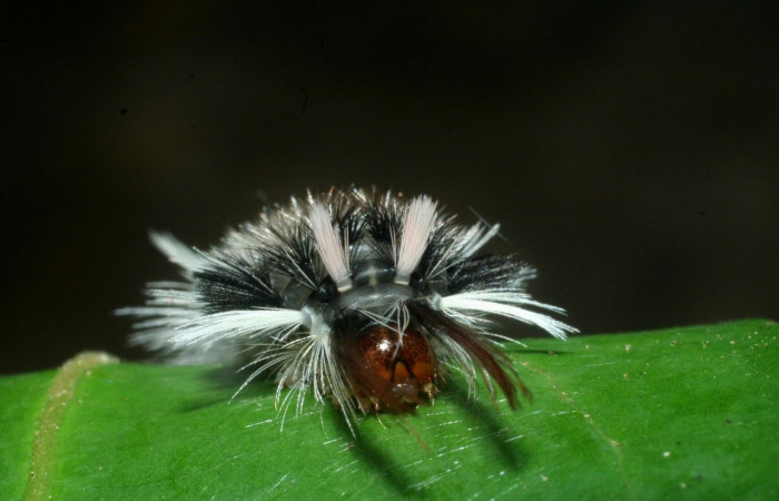 Fig. 10 Larva <i>Ochrodota</i></i> pronapidesBE03, Erebidae, (estadio Pu), mostrando la posición cabeza rojiza, se alimenta <i>Nectandra belizensis</i></i> , familia (Lauraceae). Voucher: 09-SRNP-56362-DHJ460308.jpg.