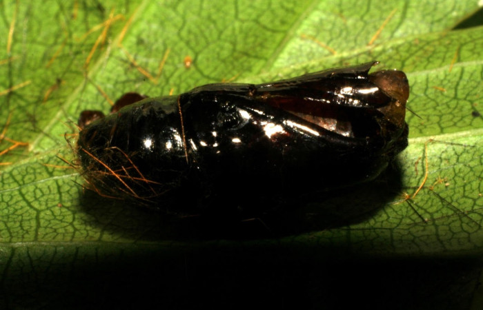 Fig. 11 Pupa <i>Belvosia</i></i> Woodley14, (Tachinidae), <i>Ochrodota</i></i> pronapidesBE03, Erebidae, mostrando el puparium,en  Ocotea puberula, familia (Lauraceae). Voucher: 04-SRNP-1334-DHJ401405.jpg.