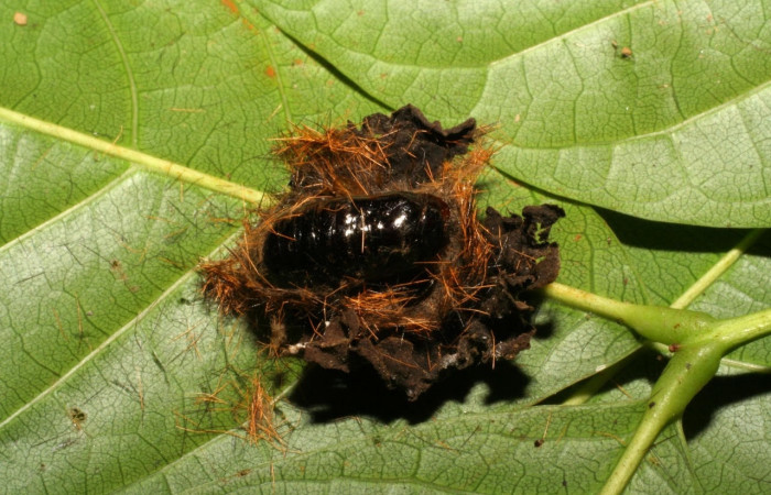 Fig. 13 Pupa <i>Belvosia</i></i> Woodley14, (Tachinidae), <i>Ochrodota</i></i> pronapidesBE03, Erebidae, mostrando el puparium, en <i>Ocotea puberula</i></i> , familia (Lauraceae). Voucher: 04-SRNP-1334-DHJ401408.jpg.