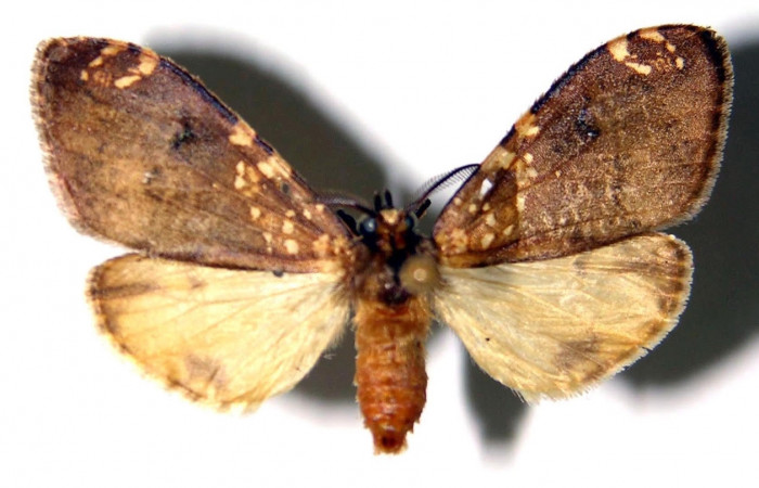 Fig.1 Adulto <i>Ochrodota</i></i> pronapidesBE03, Erebidae, macho, mostrando la parte  dorsal. Voucher: 02-SRNP-8871-DHJ92232.