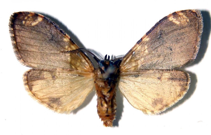 Fig.2 Adulto <i>Ochrodota</i></i> pronapidesBE03, Erebidae, macho, mostrando la parte ventral. Voucher: 02-SRNP-8871-DHJ92233.