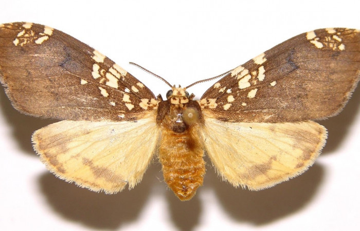 Fig.3 Adulto <i>Ochrodota</i></i> pronapidesBE03, Erebidae, hembra, mostrando la parte  dorsal. Voucher: 02-SRNP-9043-DHJ93188.