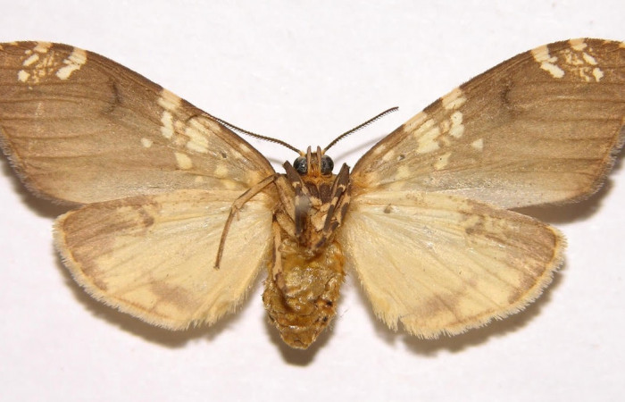 Fig.4 Adulto <i>Ochrodota</i></i> pronapidesBE03, Erebidae, hembra, mostrando la parte  ventral. Voucher: 02-SRNP-9043-DHJ93189.