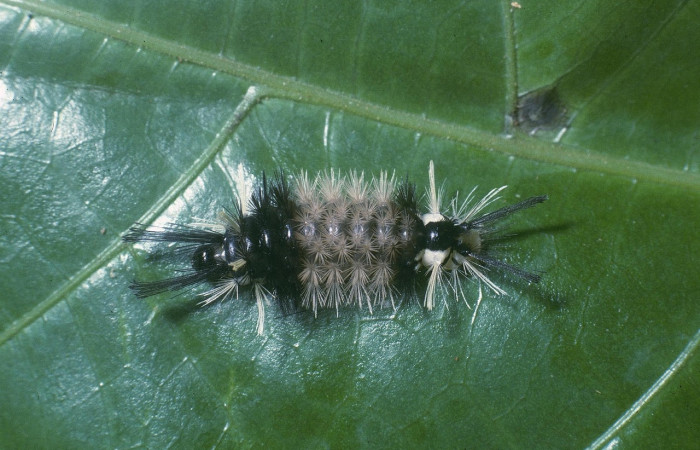 Fig. 5 Larva <i>Ochrodota</i></i> pronapidesBE03, Erebidae, (estadio Pu), mostrando la posición lateral entero, se alimenta <i>Ocotea puberula</i></i>, familia (Lauraceae). Voucher: 04-SRNP-1336-DHJ81737.jpg.