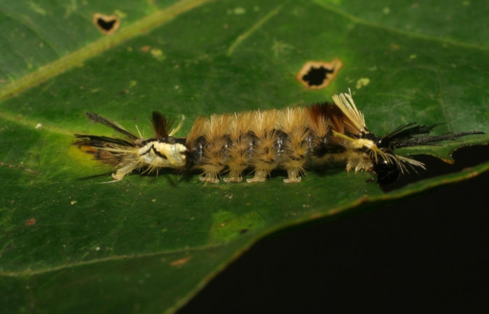 Fig. 6 Larva <i>Ochrodota</i></i> pronapidesBE03, Erebidae, (estadio U), mostrando la posición lateral entero, se alimenta <i>Ocotea puberula</i></i>, familia (Lauraceae). Voucher: 06-SRNP-4988-DHJ410819.jpg.