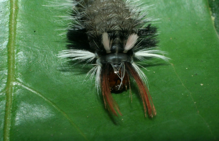 Fig. 7 Larva <i>Ochrodotas</i></i> pronapidesBE03, Erebidae, (estadio Pu), mostrando la posición cabeza, se alimenta <i>Nectandra belizensis</i></i>, familia (Lauraceae). Voucher: 09-SRNP-56362-DHJ460301.jpg.