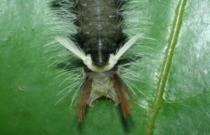 Fig. 8 Larva <i>Ochrodota</i></i> pronapidesBE03, Erebidae, (estadio Pu), mostrando la posición trasera, se alimenta <i>Nectandra belizensis</i></i>, familia (Lauraceae). Voucher: 09-SRNP-56362-DHJ460302.jpg.