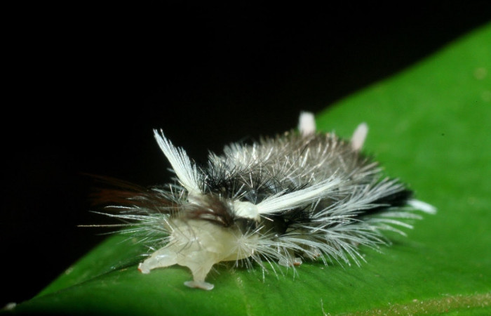 Fig. 9 Larva <i>Ochrodota</i></i> pronapidesBE03, Erebidae, (estadio Pu), mostrando la posición trasera, se alimenta <i>Nectandra belizensis</i></i> , familia (Lauraceae). Voucher: 09-SRNP-56362-DHJ460307.jpg.