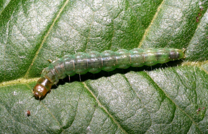 Figura 7. Larva <i>Antaeotricha spurca</i></i>, Depressariidae, vista dorsal. (07-SRNP-22936-DHJ426685).
