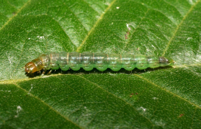 Figura 8. Larva <i>Antaeotricha spurca</i></i>, Depressariidae, vista lateral. (07-SRNP-22936-DHJ426687).
