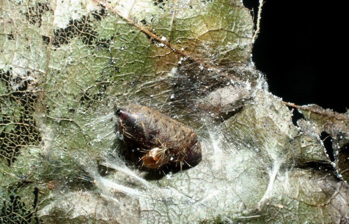 Figura 9. Pupa de <i>Antaeotricha spurca</i></i>, Depressariidae, parasitada por la familia Tachinidae, <i>Genea</i></i> Janzen25, vista dorsal,  (08-SRNP-641-DHJ453090).