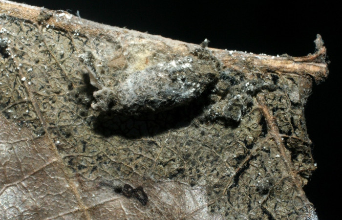 Figura 10. Pupa de <i>Antaeotricha spurca</i></i>, Depressariidae, parasitada por la familia Ichneumonidae, <i>Eiphosoma</i></i> Janzen16, vista lateral.  (08-SRNP-70065-DHJ462710).