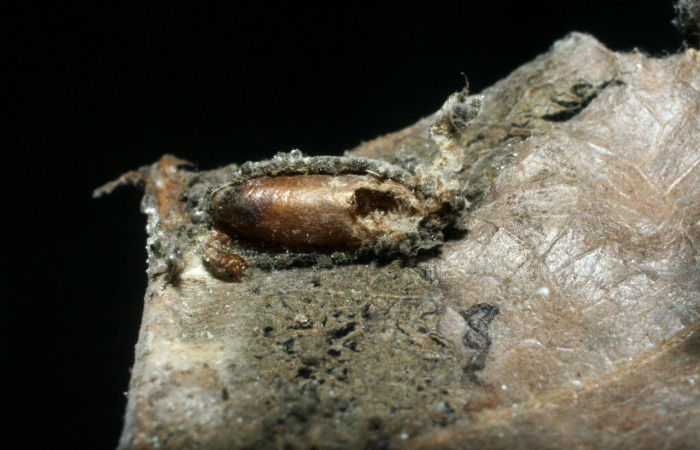 Figura 11. Detalle capullo de Ichneumonidae, <i>Phytodietus</i></i> lindusDHJ01,parásito que ataca a la larva de <i>Antaeotricha spurca</i></i>. Voucher: (08-SRNP-70065-DHJ462711).