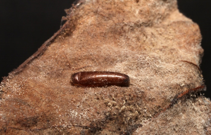 Figura 12.  Detalle capullo de Ichneumonidae, <i>Phytodietus</i></i> lindusDHJ01, parásito que ataca larva de <i>Antaeotricha spurca</i></i> . Voucher: (09-SRNP-23611-DHJ495941.